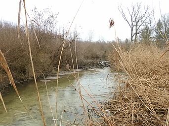 Biberdamm am Spitz